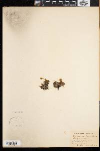 Diapensia lapponica image