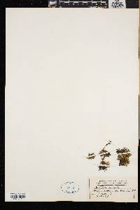 Diapensia lapponica image