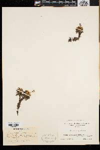 Diapensia lapponica image