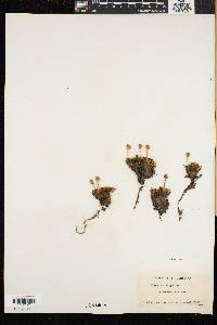 Diapensia lapponica image