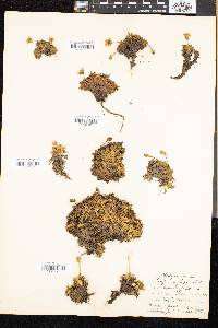Diapensia lapponica image