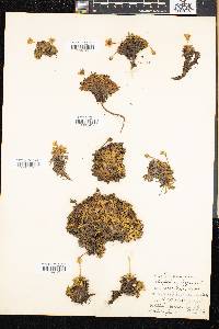 Diapensia lapponica image