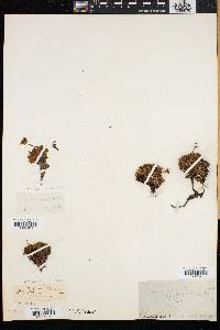 Diapensia lapponica image