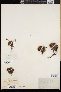 Diapensia lapponica image