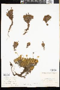 Diapensia lapponica image