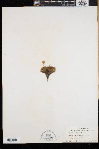 Diapensia lapponica image