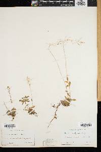 Draba arabisans image