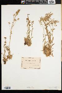 Draba arabisans image