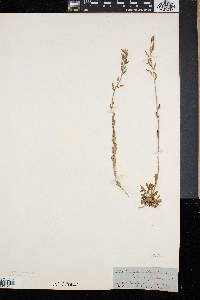 Draba arabisans image