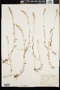 Draba arabisans image