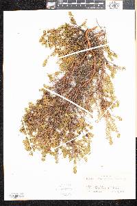 Empetrum atropurpureum image