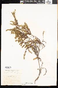 Empetrum atropurpureum image