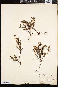 Empetrum nigrum image