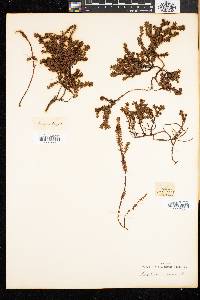 Empetrum nigrum image