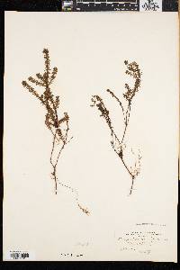 Empetrum nigrum image