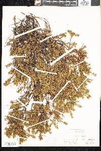 Empetrum nigrum image