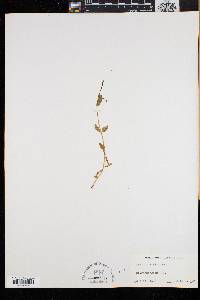 Epilobium anagallidifolium image