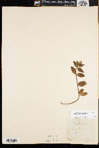 Epilobium hornemannii image