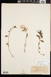 Epilobium hornemannii subsp. hornemannii image