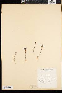 Euphrasia williamsii image