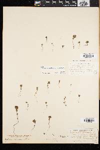 Euphrasia oakesii image