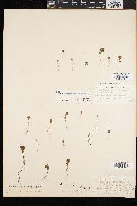 Euphrasia oakesii image