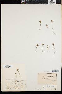 Euphrasia oakesii image