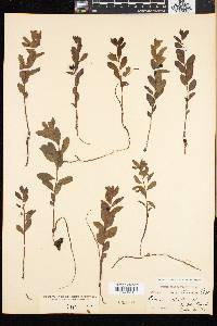 Geocaulon lividum image