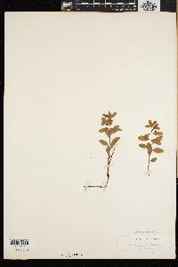 Geocaulon lividum image
