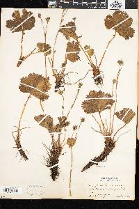 Geum peckii image