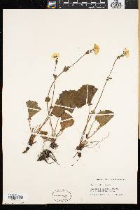 Geum peckii image