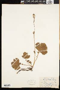 Geum peckii image