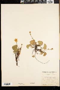 Geum peckii image