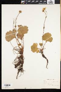 Geum peckii image