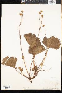 Geum peckii image