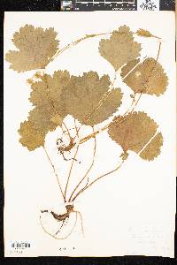 Geum peckii image