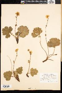 Geum peckii image