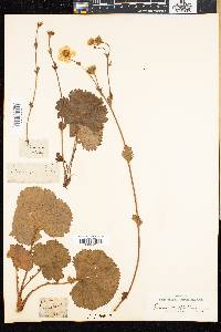 Geum peckii image