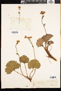 Geum peckii image