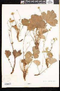Geum peckii image