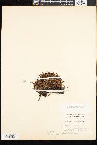 Cassiope hypnoides image