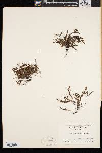 Cassiope hypnoides image