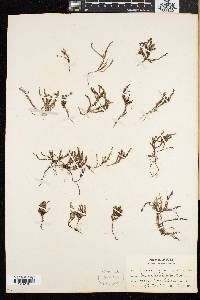 Cassiope hypnoides image