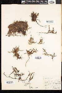 Cassiope hypnoides image
