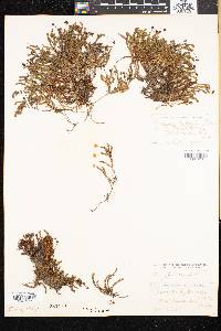 Cassiope hypnoides image
