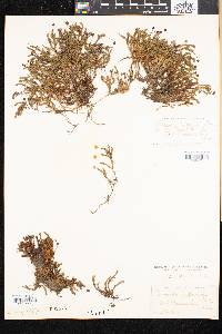 Cassiope hypnoides image