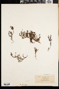 Cassiope hypnoides image