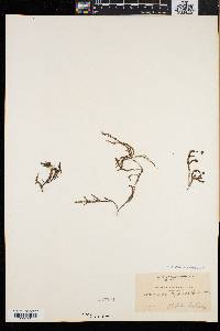 Cassiope hypnoides image