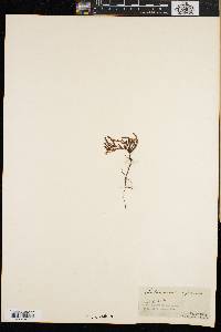 Harrimanella hypnoides image