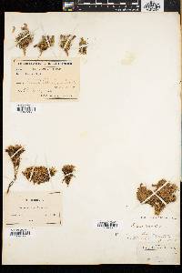 Silene acaulis image